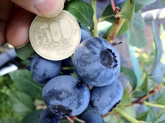 500円玉大のブルーベリーが収穫できることも500円玉大のブルーベリーが収穫できることも