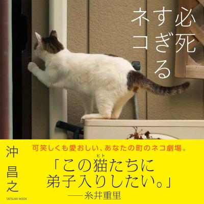 必死で愛おしいネコの姿を捉えた写真集『必死すぎるネコ』糸井重里さんも絶賛！　（c） Masayuki Oki