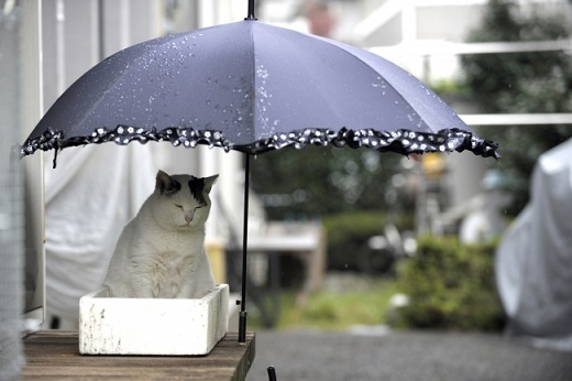 傘の下で雨宿りをしているぽー