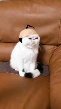 カツラ……ですか?