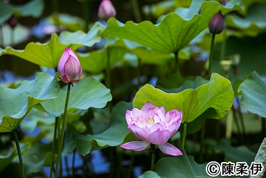 日本統治時代に作られた台北市植物園で可憐に咲く蓮の花。毎年初夏に見ごろを迎える