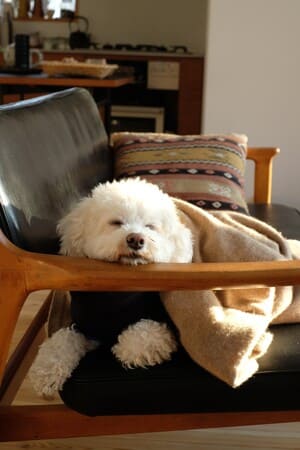 ソファで二度寝している愛犬の「ゆりね」
